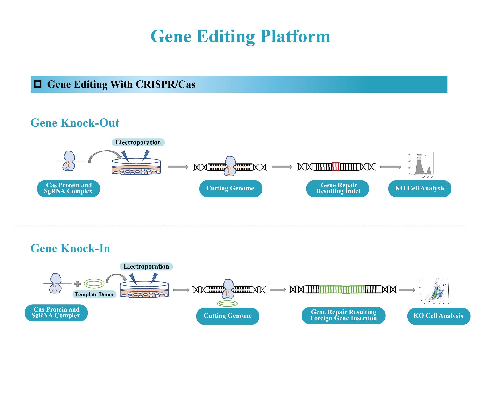 Gene Editing Platform.jpg