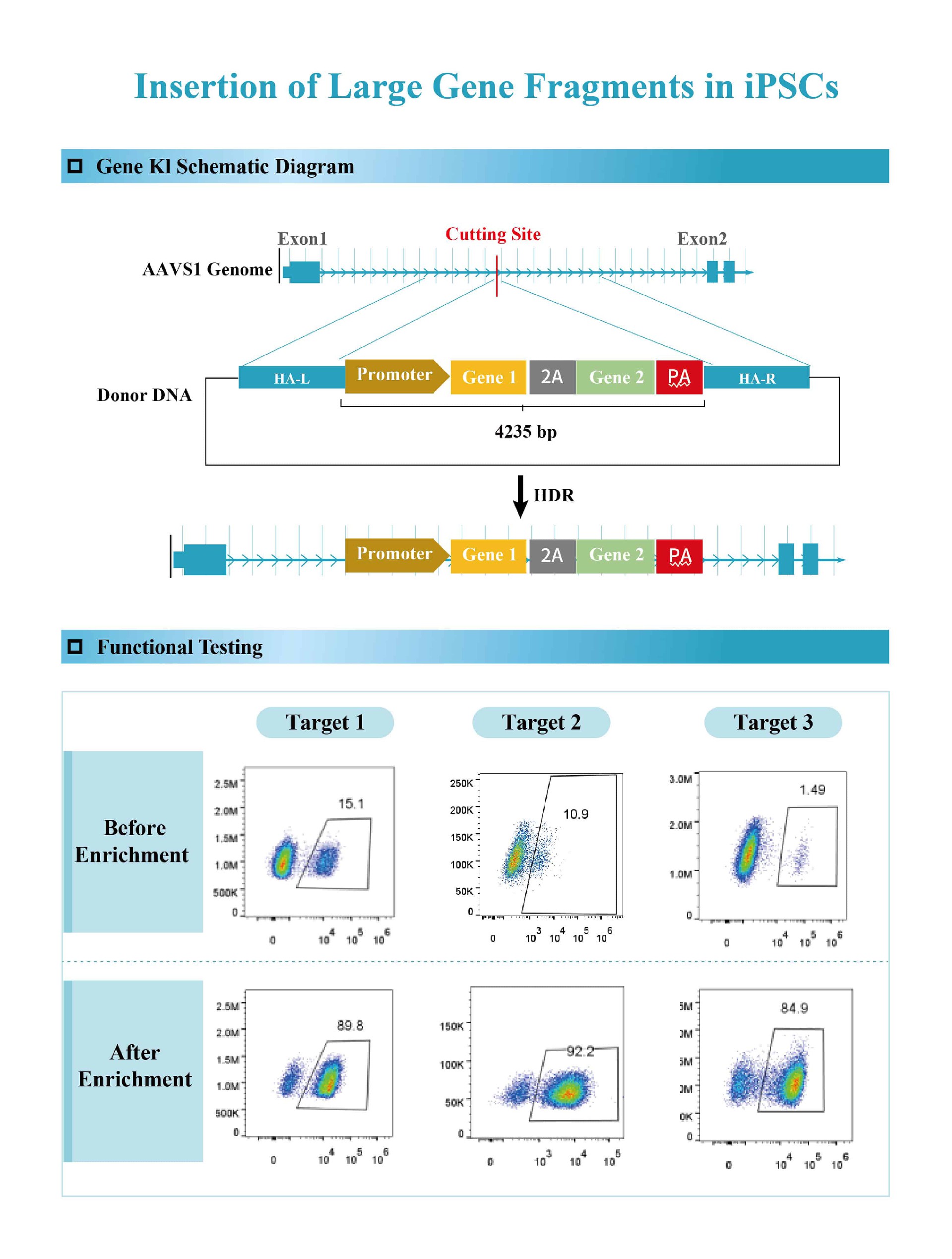 Insertion ofLarge Gene Fragments in iPSCs.jpg