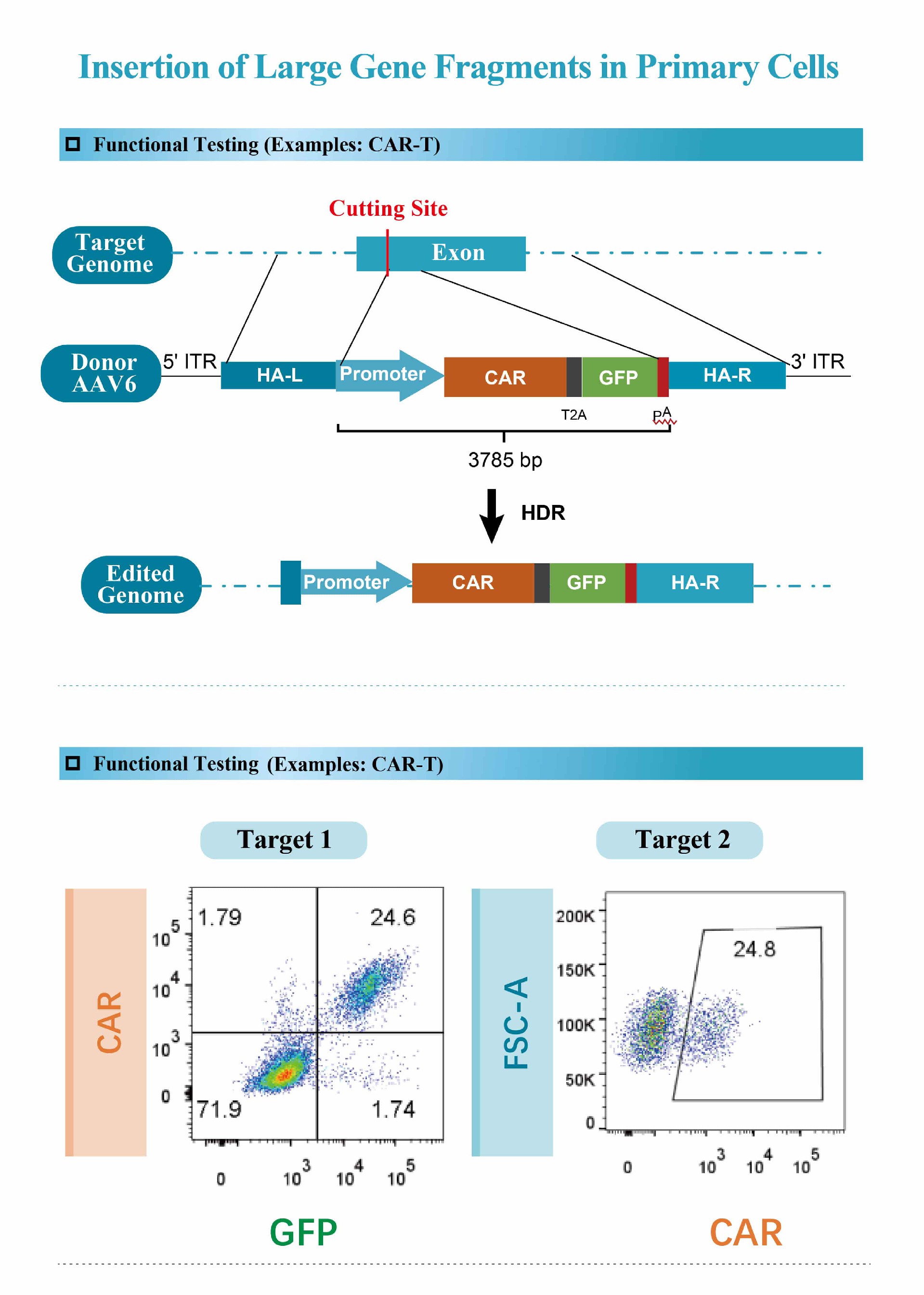 Insertion of Large Gene Fragments in Primary Cells.jpg